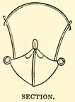 section
