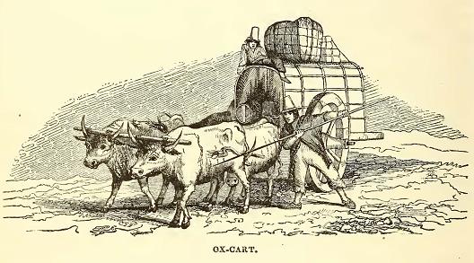 Ox-Cart. Sketched by J. Drayton. Engraved by R. H. Pease.