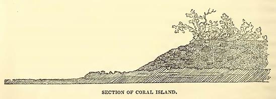 Section or Coral Island. Sketched by C. Wilkes. U.S.N. Engraved by J. H. Brightly.