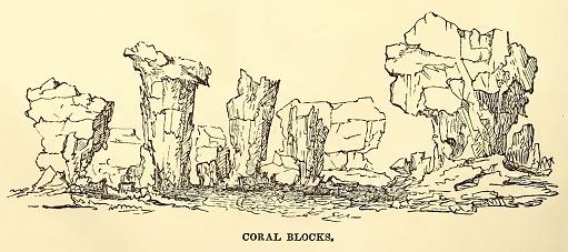 Coral Blocks. Sketched by A. T. Agate. Engraved by R. H. Pease.