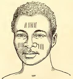 Ashantee. Sketched by A. T. Agate. Engraved by J. H. Brightly.