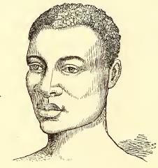Congo Negro. Sketched by A. T. Agate. Engraved by J. H. Brightly.