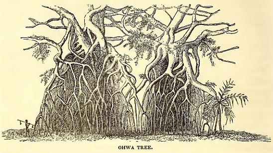 Ohwa Tree. Sketched by T. R. Peale.Engraved by J. J. Butler