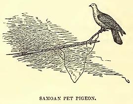Samoan Pet Pigeon. Sketched by A. T. Agate. Engraved by J. J. Butler
