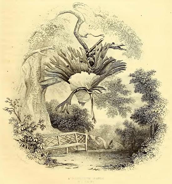 Acrostichum Grande. Drawn by A. T. Agate. Engraved by J. A. Rolph