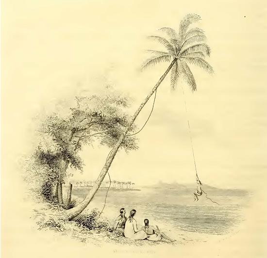 Swinging, Tahiti. Sketched by A. T. Agate.Engraved by T. House