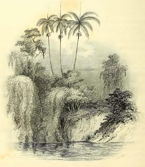Wailevu or Peale's River. Sketched by T. R. Peale. Engraved by G. B. Ellis.