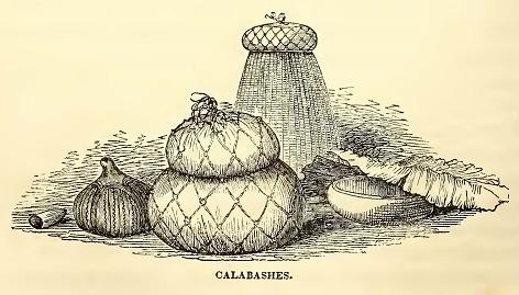 Calabashes. From the Collection. Engraved by R. S. Gilbert.