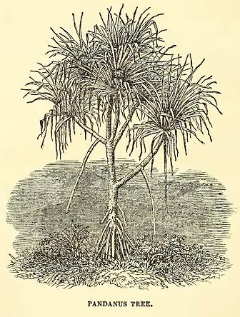 Pandanus Tree. Drawn by J. Drayton. Engraved by J. J. Butler.