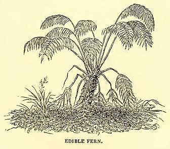 Edible Fern. Drawn by J. Drayton. Engraved by J. J. Butler.
