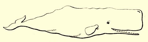Sperm Whale or Cacahalot