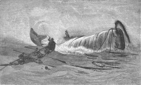 Lancing a Whale