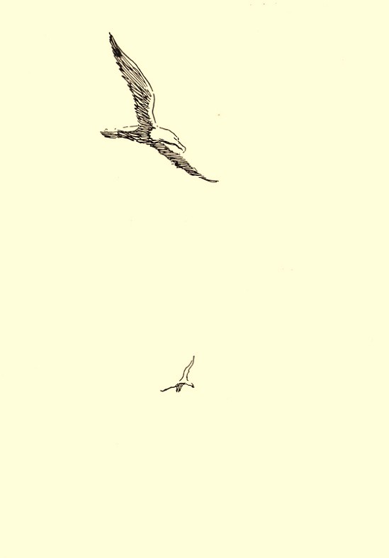seagull